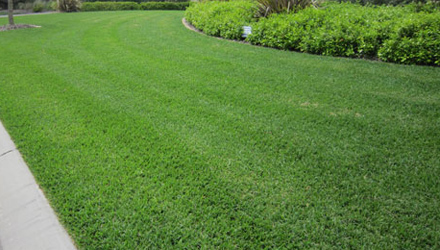 a lawn maintained by our South Houston sprinkler repair team